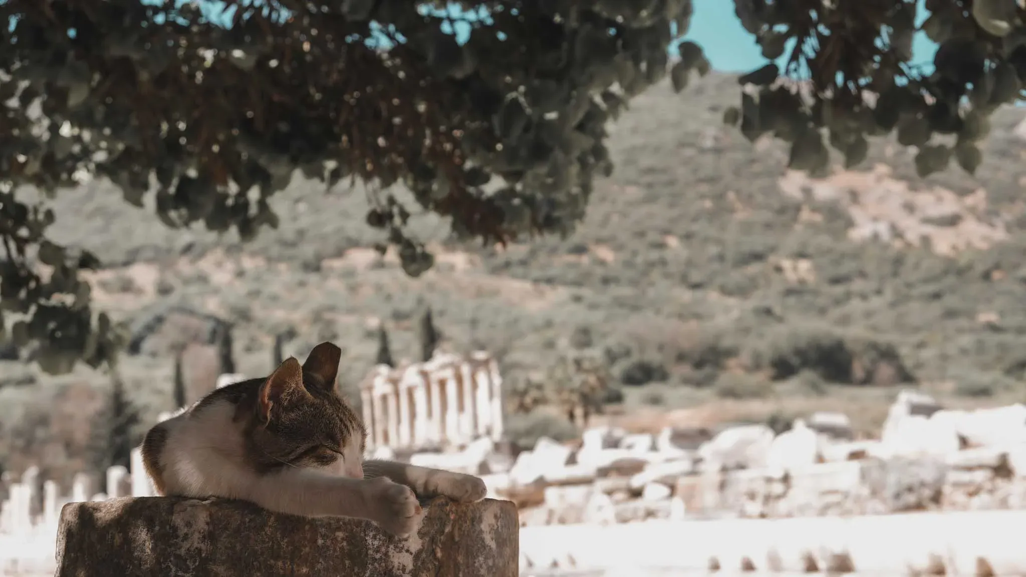De Oude Namen van Efeze: Een Reis door de Geschiedenis